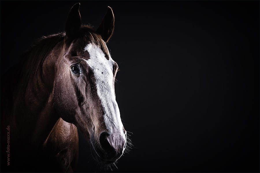 Portraitfotografie - Pferd